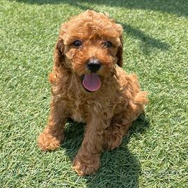 Cuccioli barboncini toy maschi e ffemmine