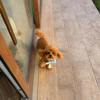 Barboncino Toy Fulvo da monta