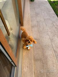 Barboncino Toy Fulvo da monta