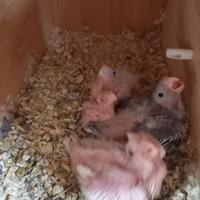 Disponibili pulli da imbecco di calopsite