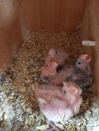 Disponibili pulli da imbecco di calopsite