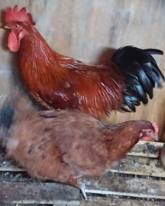 Coppia maschio e femmina di ovaiole rosse