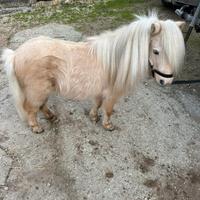Mini Horse
