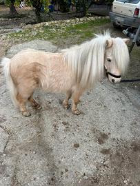 Mini Horse