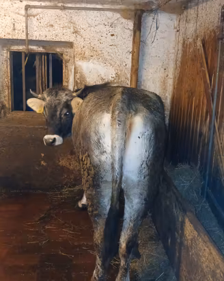 Manza grigia alpina gravida