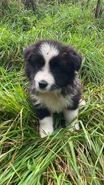Border collie cuccioli bianco nero cioccolato