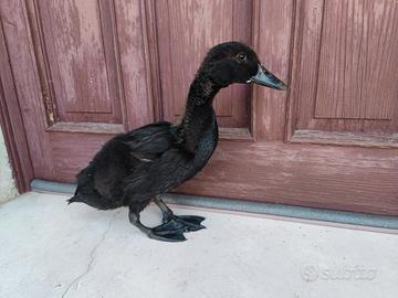 Anatra anatroccolo incrocio cayuga nero