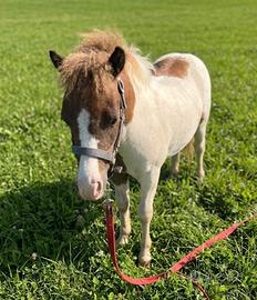 Mini pony