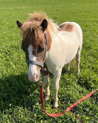 Mini pony