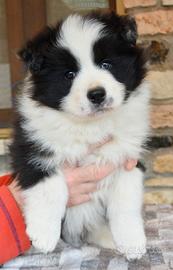 Cuccioli di Border collie da bellezza