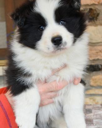 Cuccioli di Border collie da bellezza
