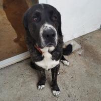Cane grossa taglia