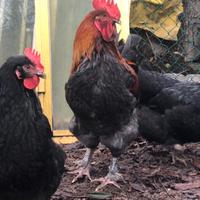 Gallina marans