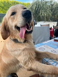 Golden Retriever per Monta