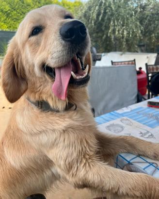 Golden Retriever per Monta