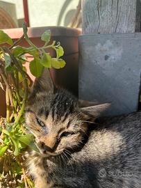 Gattino dolcissimo