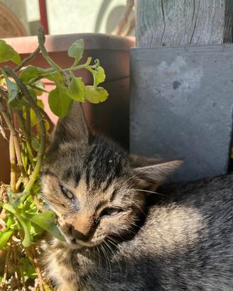Gattino dolcissimo