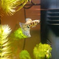 Guppy tigher solo a coppia