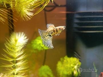 Guppy tigher solo a coppia