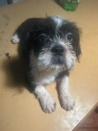 Cane di razza shitzu è bulldog