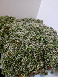 Origano 