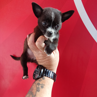 Chihuahua maschio 3 mesi