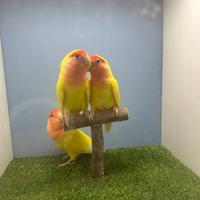 Inseparabili