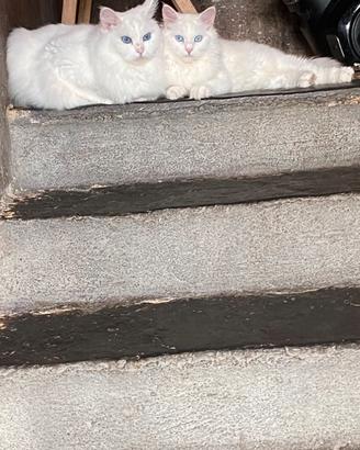 Cuccioli bianchi solidi siberiani certificati