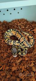 Pastel Hypo Pitone reale 