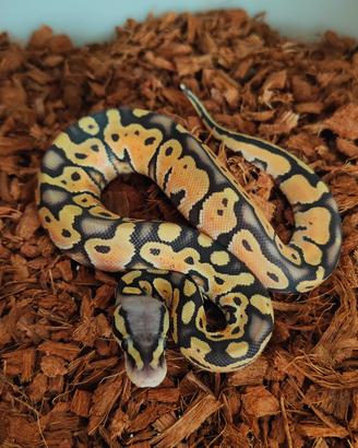 Pastel Hypo Pitone reale 
