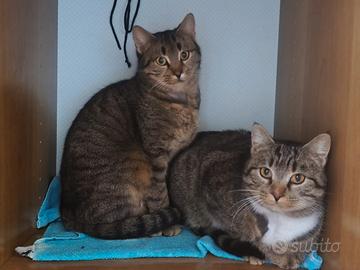 Micette tigrate adozione di coppia