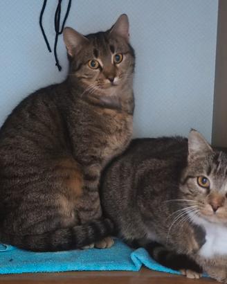 Micette tigrate adozione di coppia