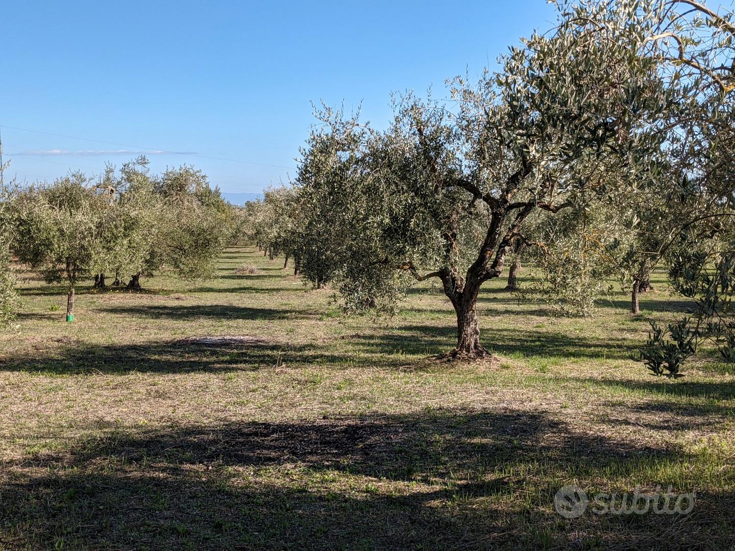 Uliveto Sarteano - Vista 3