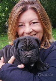 Cane corso cuccioli