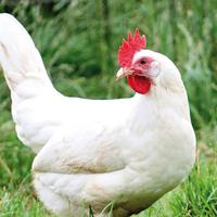 Galline ovaiole bianche