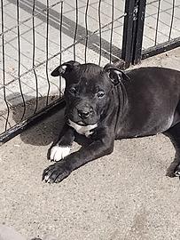 Cucciola American pit bull terrier