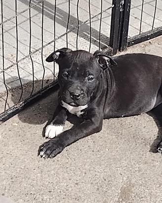 Cucciola American pit bull terrier