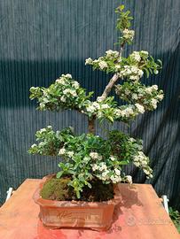 Bonsai di Pyracantha H 65 cm 