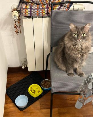 Gatto siberiano