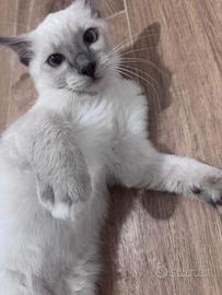 Ragdoll