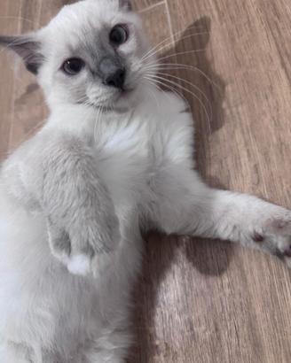 Ragdoll