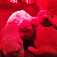 Cuccioli di Golden Retriever