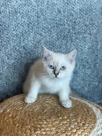 Cuccioli British