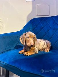 Bassotto kaninchen cucciolo