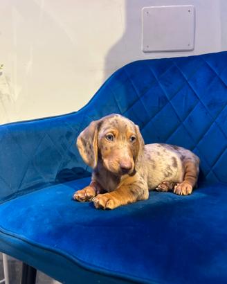 Bassotto kaninchen cucciolo