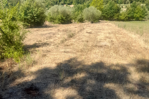 Terreno pontelatone nella pace