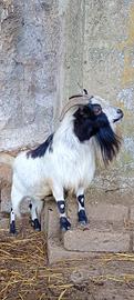 becco 