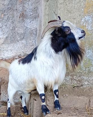 becco 