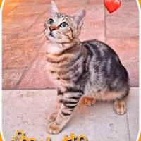 Adotta due micini o finiranno presto in gattile
