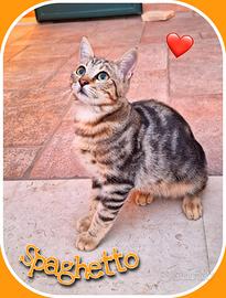 Adotta due micini o finiranno presto in gattile